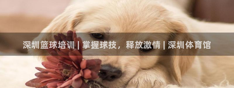 富联官方网站下载安装最新版：深圳篮球培训 | 掌握球